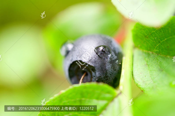 灌木越桔