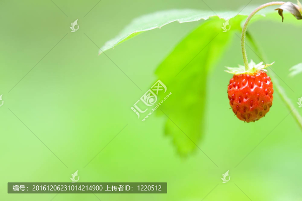 野草莓