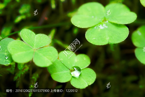 酢漿草