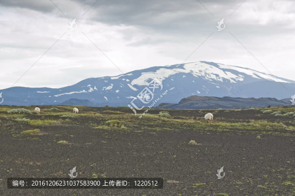 火山赫克拉火山和冰島羊