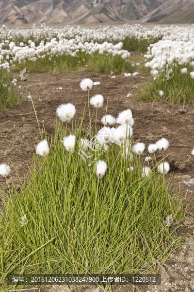常見的羊胡子草（Eriophorum,angustifolium）