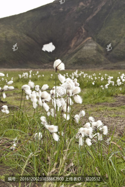 常見(jiàn)的羊胡子草（Eriophorum,angustifolium）