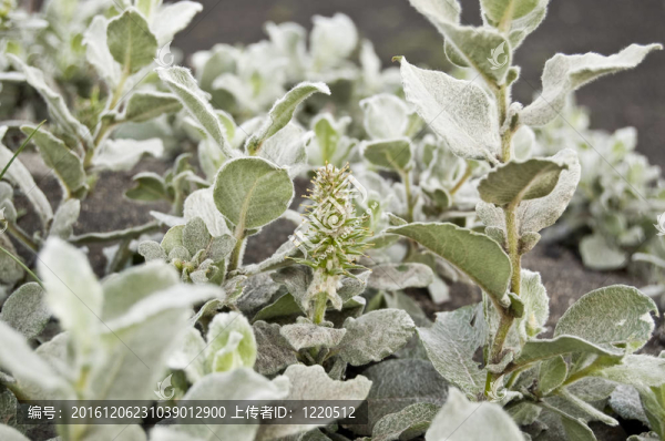 Wooly,Willow（Salix,lanata）
