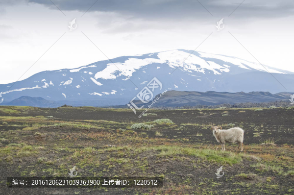 火山赫克拉火山和冰島羊