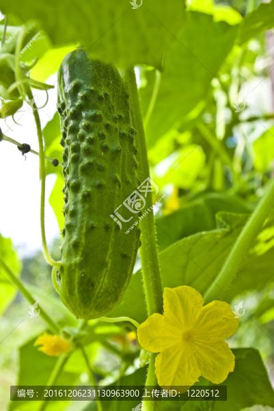 一個(gè)綠色的黃瓜