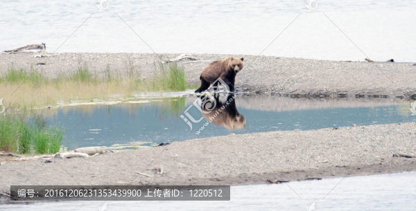 阿拉斯加棕熊在湖邊散步