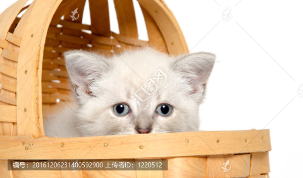 可愛(ài)的小貓?jiān)谕?chē)
