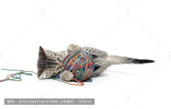 可愛(ài)的虎斑貓與紗線的白球