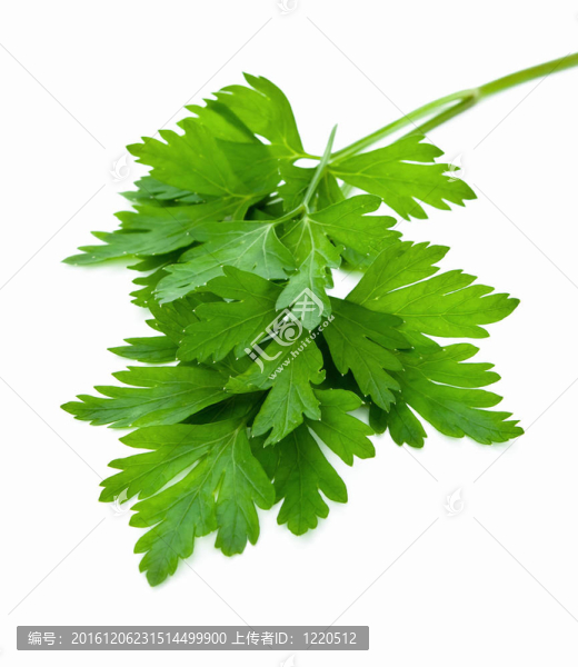 西芹