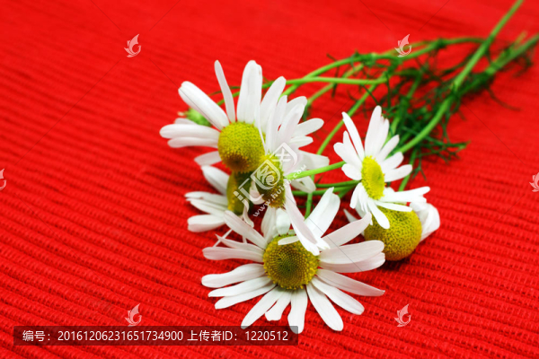 洋甘菊的香味