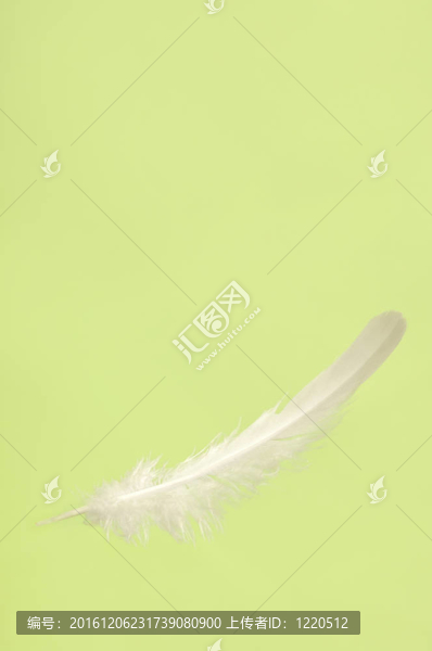 Falling,White的羽毛
