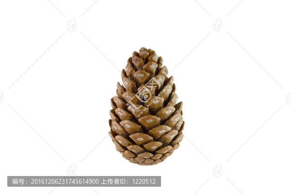 白球果