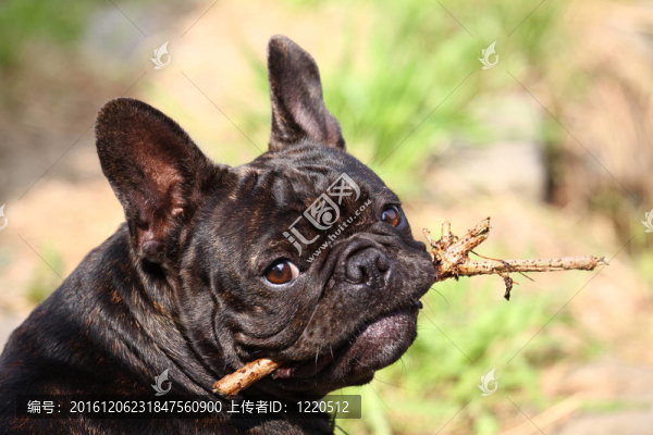 法國斗牛犬