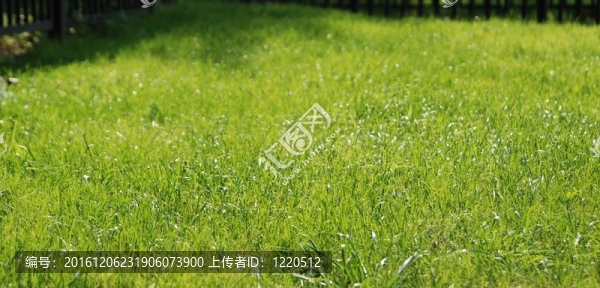 陽光下的青草