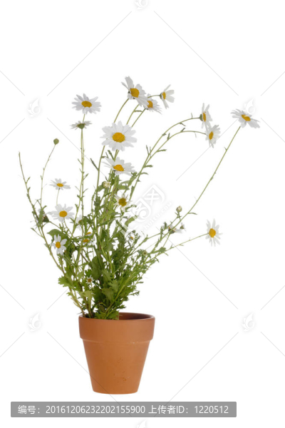白色的雛菊