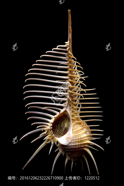 spiney,murax殼