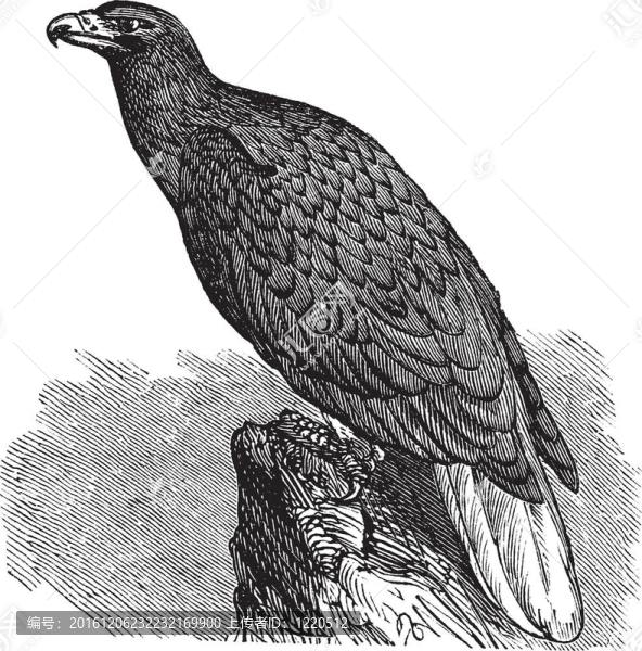 鷹歐洲（Haliaeetus,albicilla）、白尾海雕；復(fù)古雕刻。