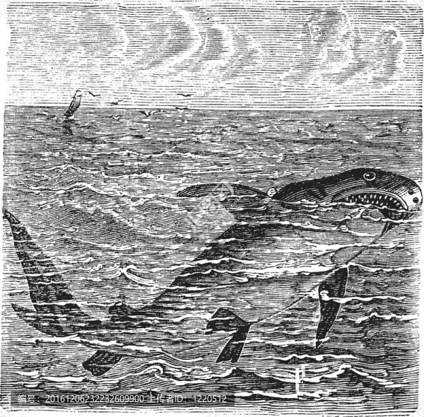 大白鯊或Carcharodon,carcharias復(fù)古雕刻