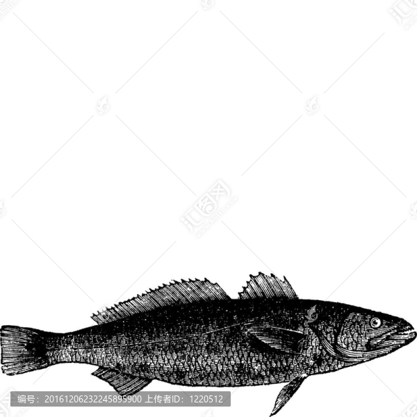 Otholithes,ruber、虎齒魚魚；復(fù)古雕刻