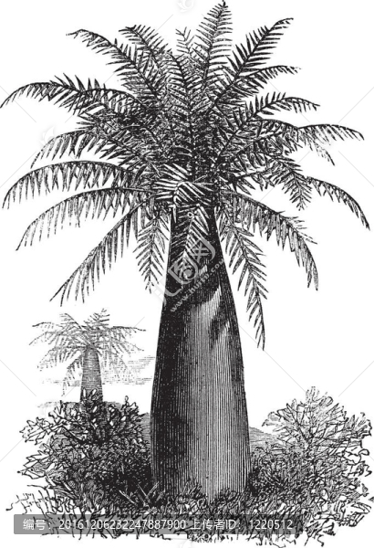 智利酒棕櫚或jubaea,chilensis；復(fù)古雕刻