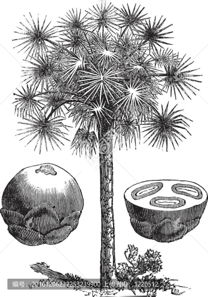 棕櫚糖或Borassus,flabellifer；復(fù)古雕刻