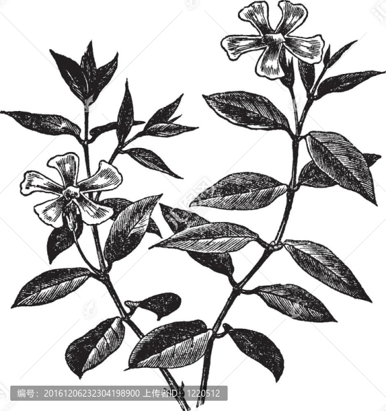 長(zhǎng)春花或小蔓長(zhǎng)春；復(fù)古雕刻