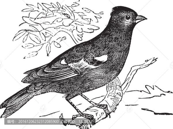 潘松普通（Fringilla,coelebs）或Chaffinch；復(fù)古雕刻。