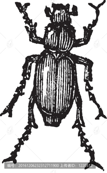 Phyllophaga；復古雕刻。