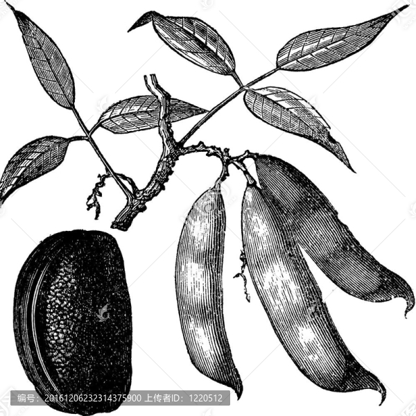 physotigma毒藥（毒扁豆）或毒扁豆；復(fù)古雕刻。