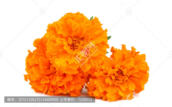 萬壽菊