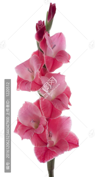 唐菖蒲