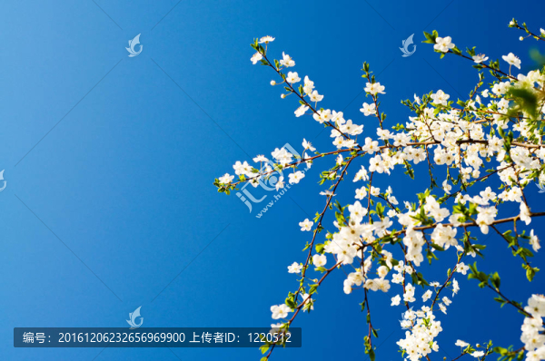 美麗的梅花開(kāi)花。
