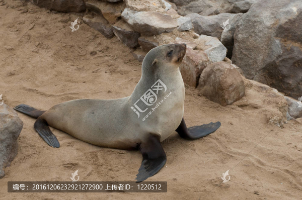 海獅