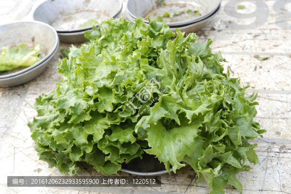 新鮮的蔬菜色拉