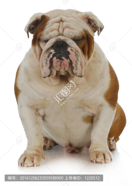 英國(guó)斗牛犬