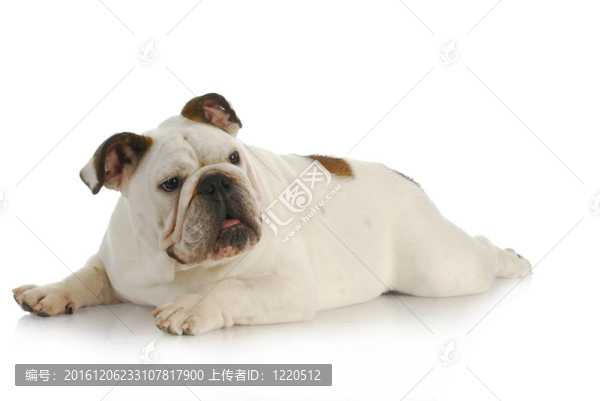 可愛的狗