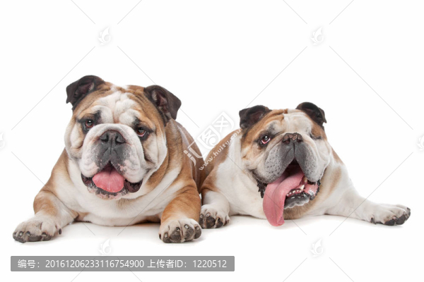 兩個英國斗牛犬