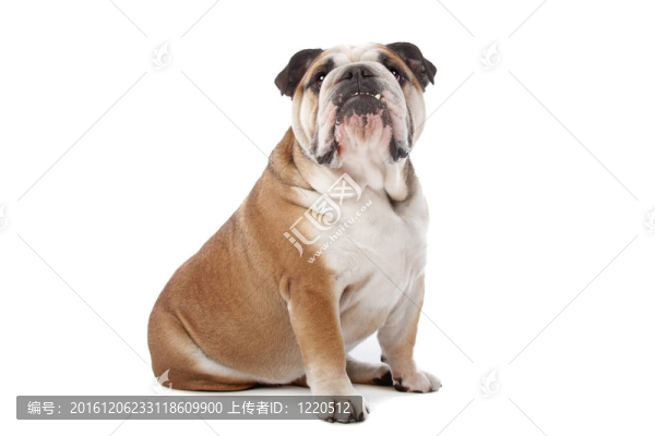 英國(guó)斗牛犬