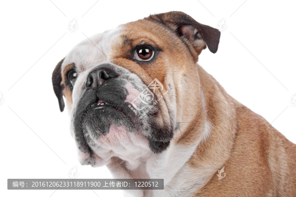 英國斗牛犬