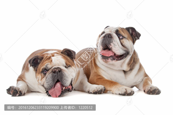兩個(gè)英國斗牛犬