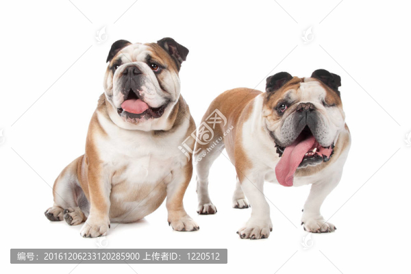 兩個英國斗牛犬