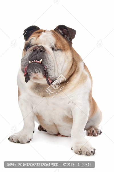 英國斗牛犬