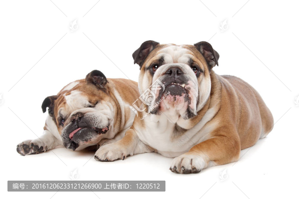 兩個英國斗牛犬