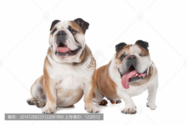 兩個(gè)英國斗牛犬
