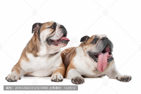 兩個(gè)英國(guó)斗牛犬