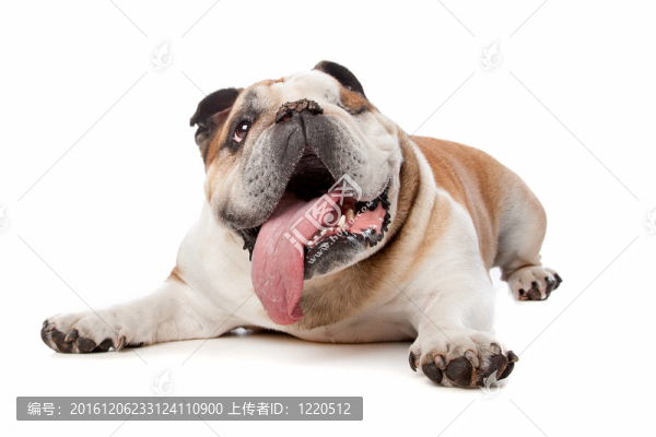 英國斗牛犬