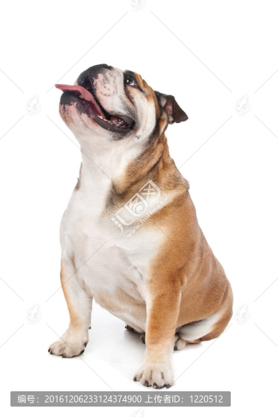 英國斗牛犬