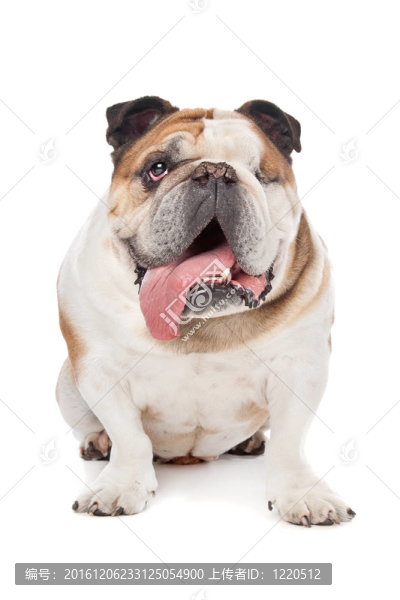 英國斗牛犬