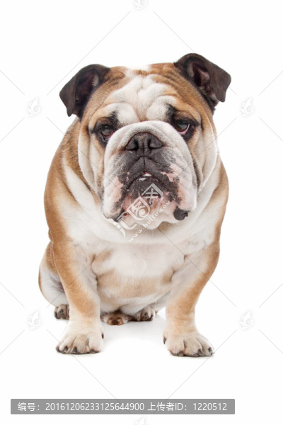 英國(guó)斗牛犬