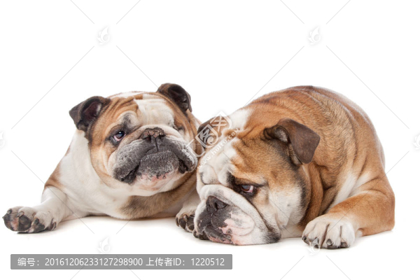 兩個(gè)英國(guó)斗牛犬